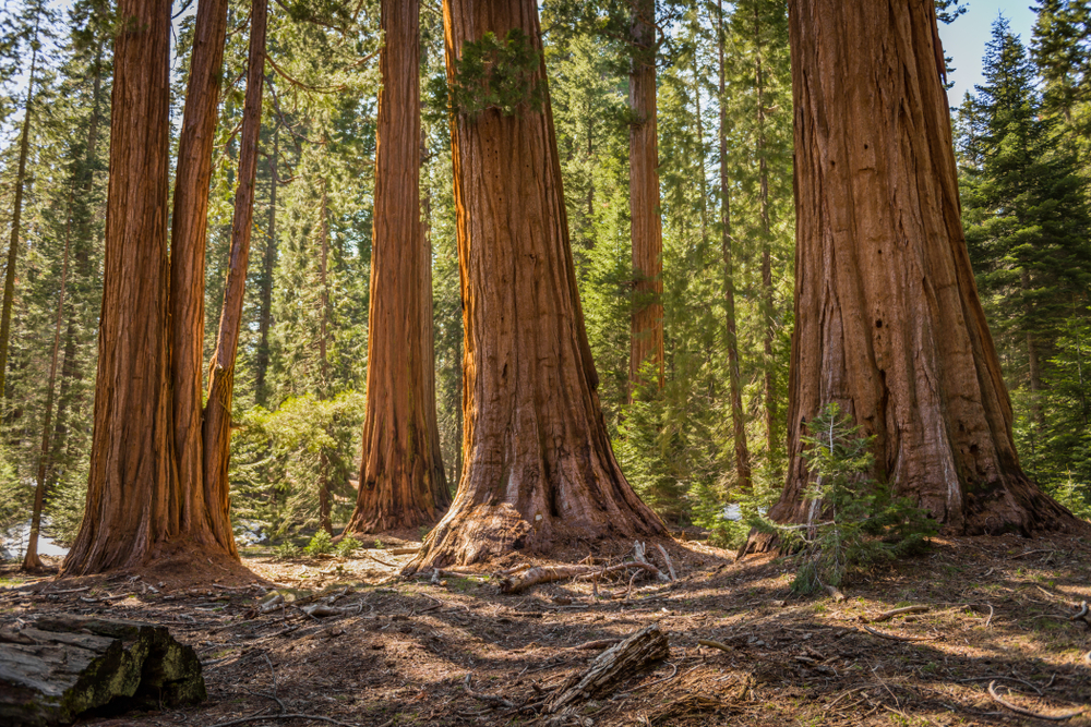 Madera de sequoia.