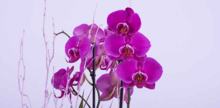Lilac flower orchid.