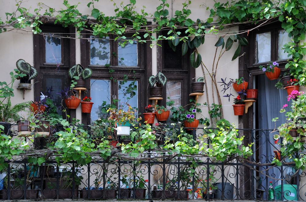 Balcony decorated with pots and a vine.