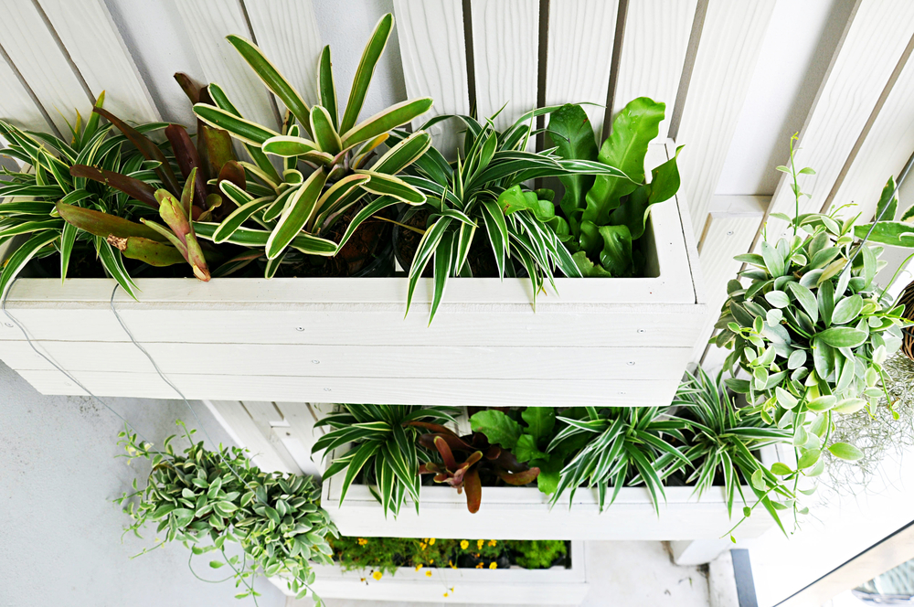 Vertical garden with white painted wood.