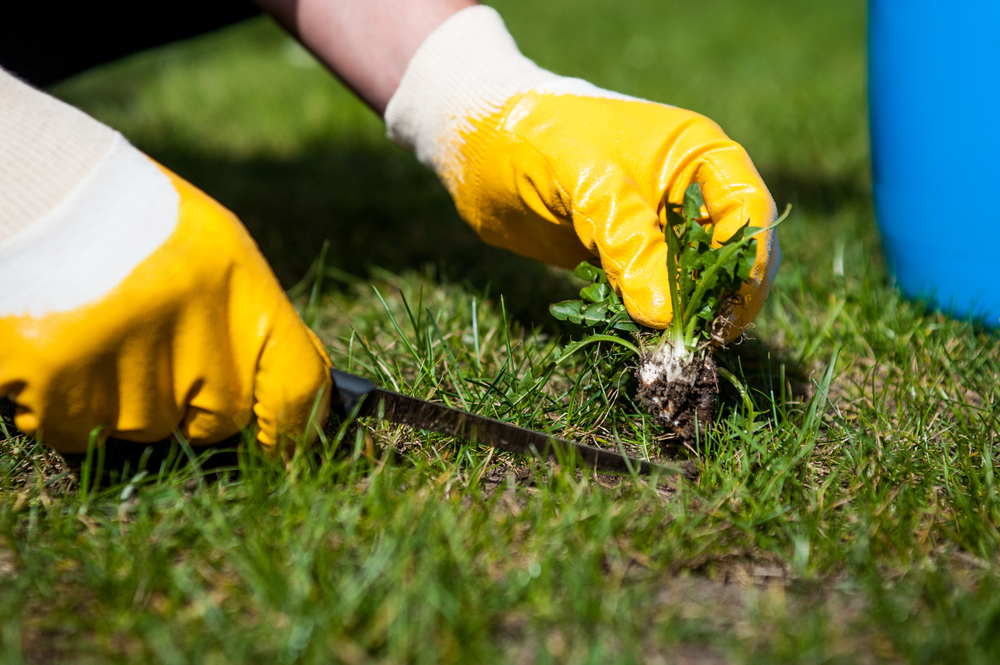 Cómo quitar las malas hierbas: de manera natural.