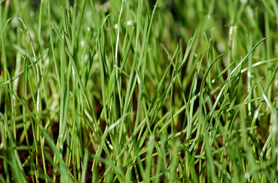 Rye Grass césped.