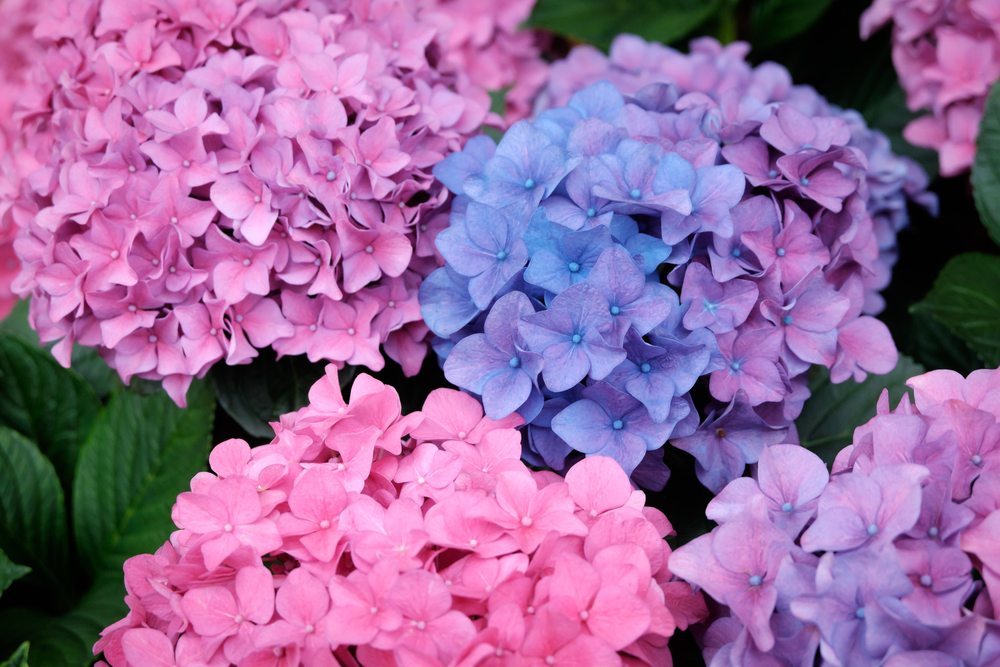 Tipos de hortensias de distintos colores: rosa, lila y azul.