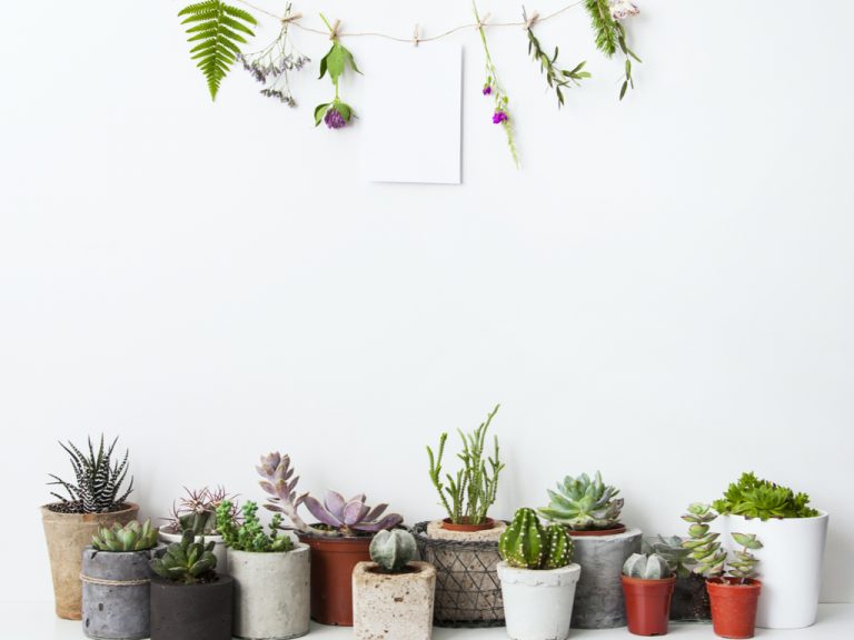 5 ideas espectaculares para decorar con plantas
