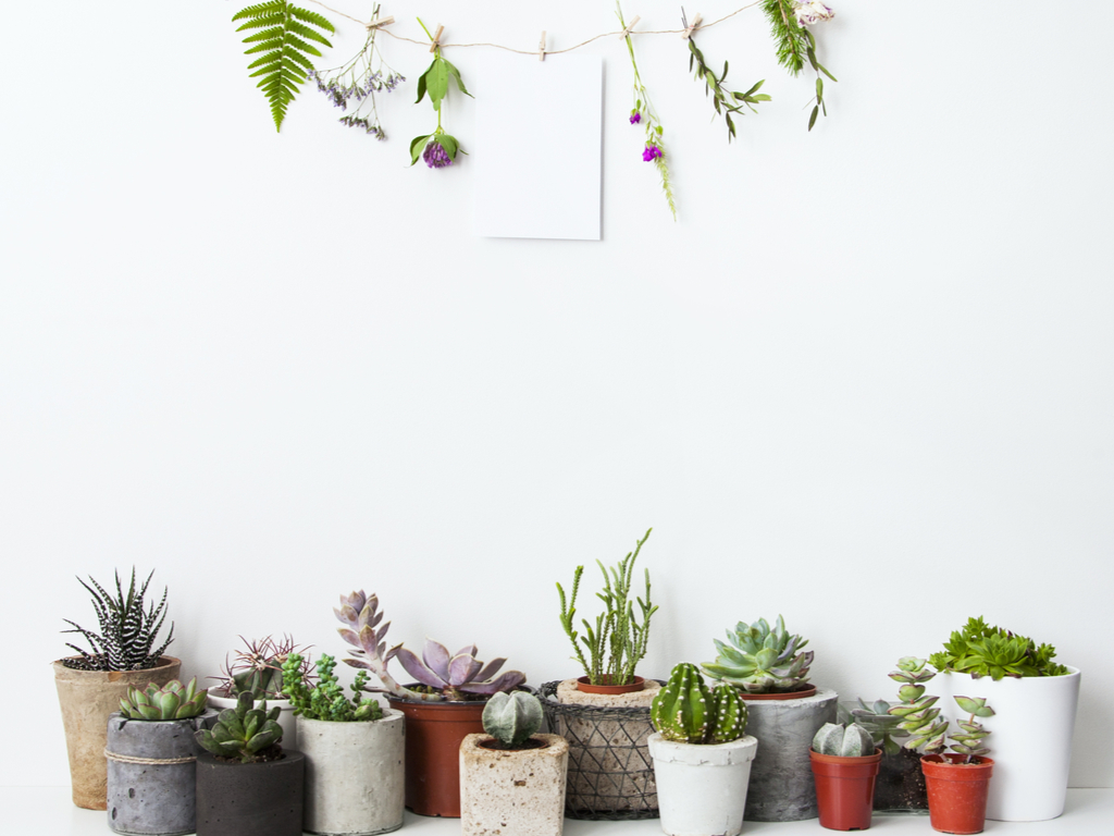 5 great ideas to decorate with plants