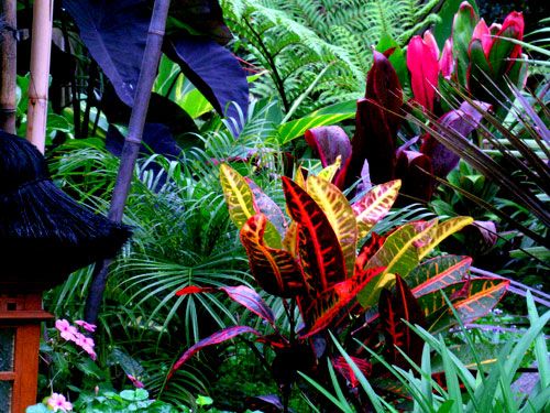 Las mejores plantas tropicales para la decoración de interiores