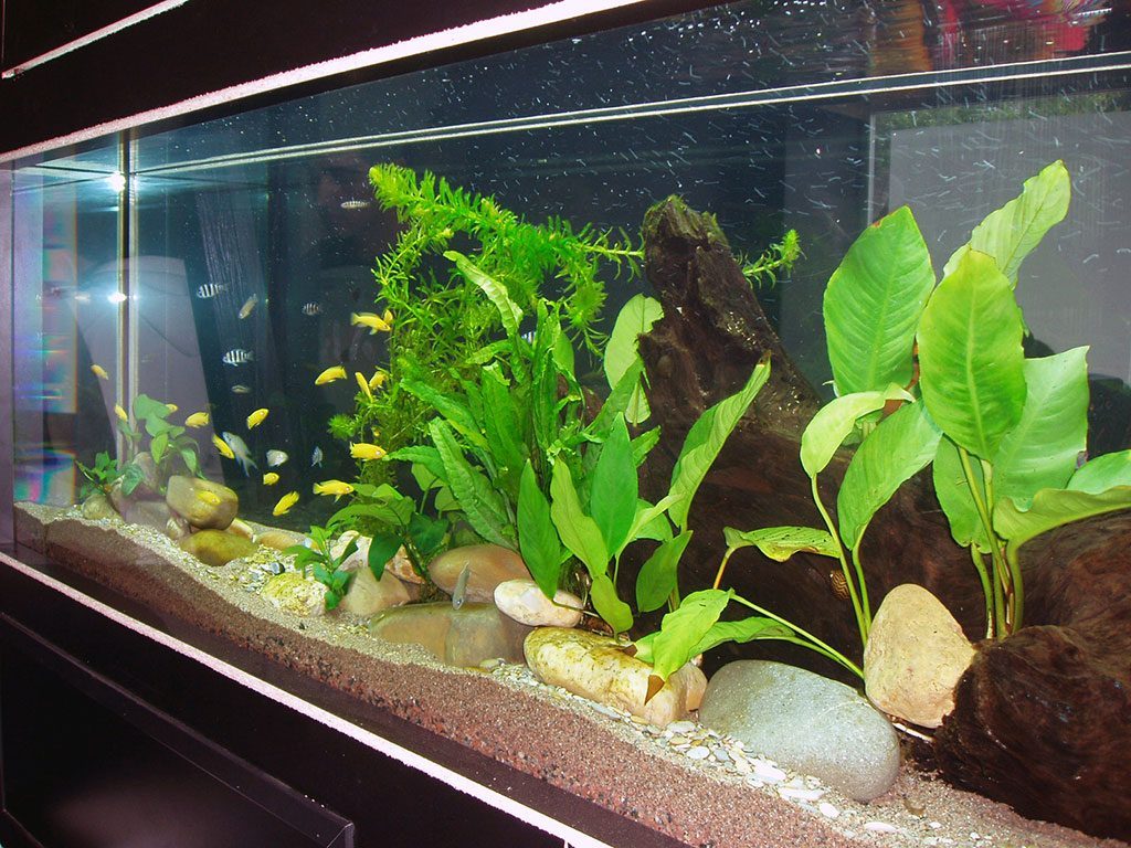 Some aquariums are better for growing natural plants than others.