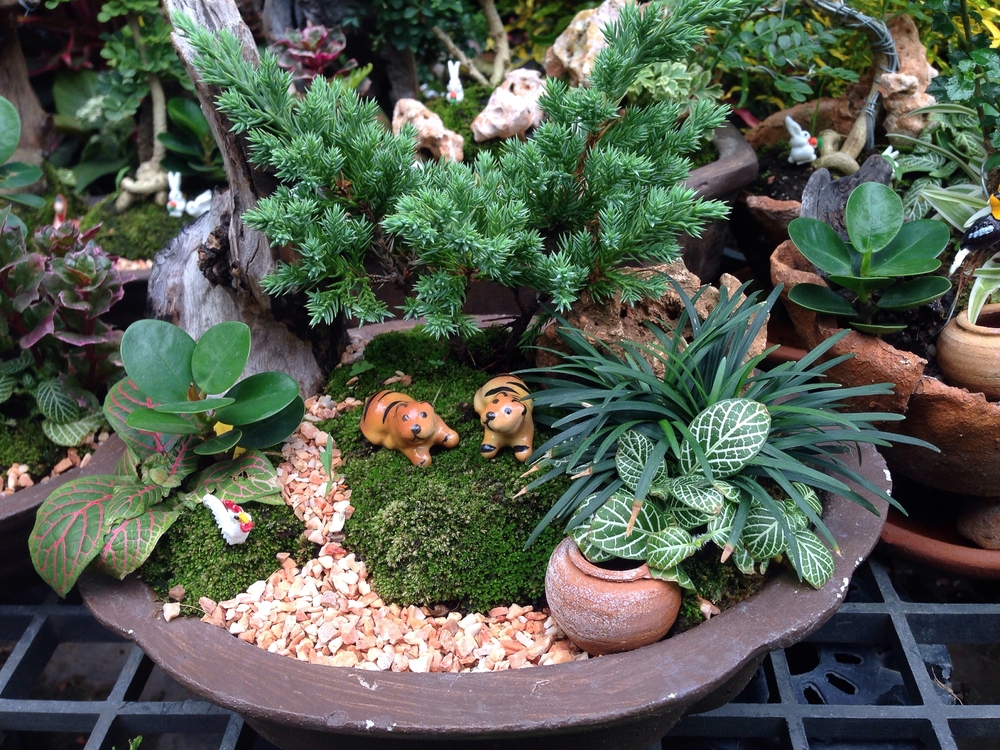 Jardín en miniatura.