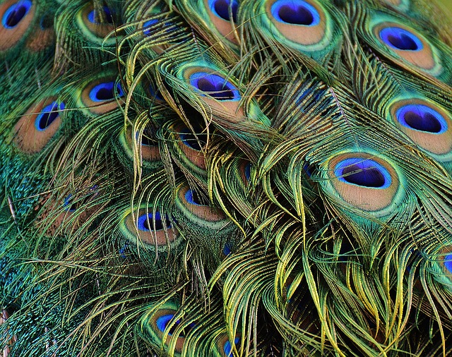 Los abanicos de pluma de pavo real eran un accesorio de alta sofisticación.