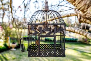 Tipos de jaulas para los pájaros