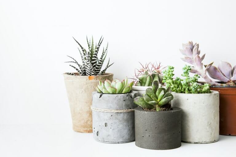 Plantas sin riego para decorar tu hogar