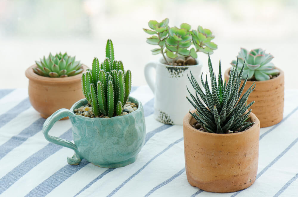 Types of succulents for the entrance of the home.