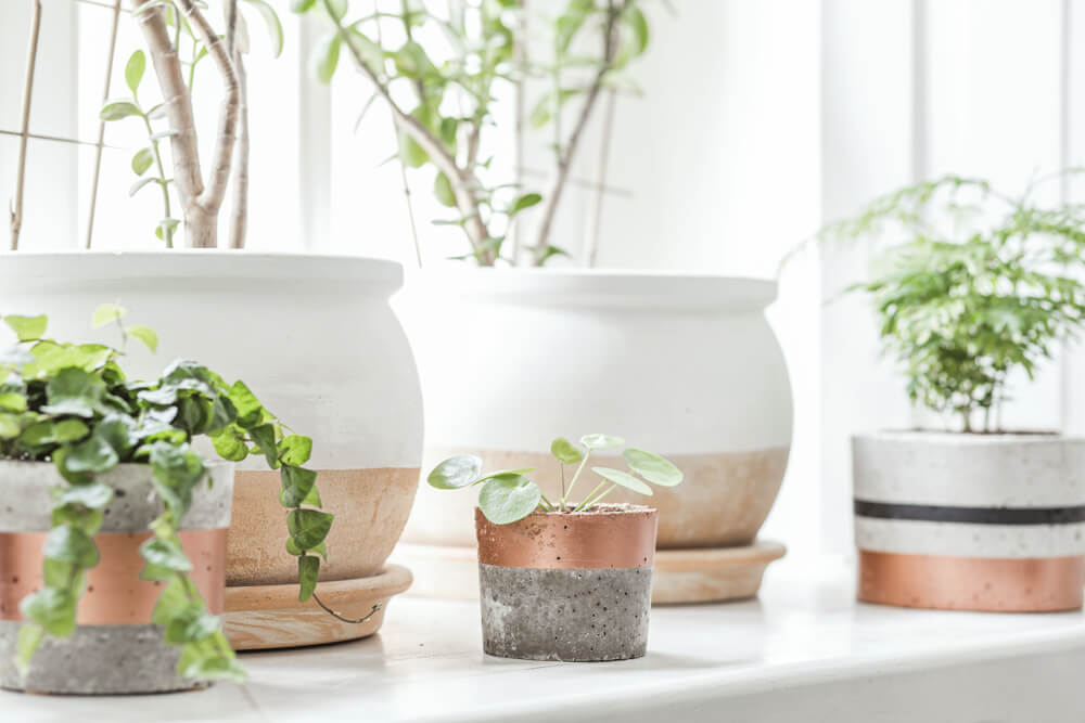 Ceramic plant pots.