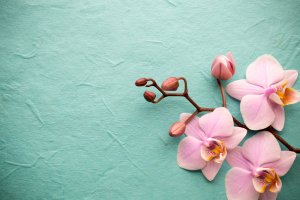 Las orquídeas tan exóticas como fascinantes