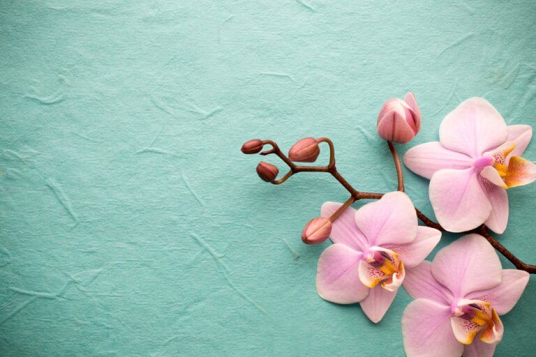 Las orquídeas tan exóticas como fascinantes