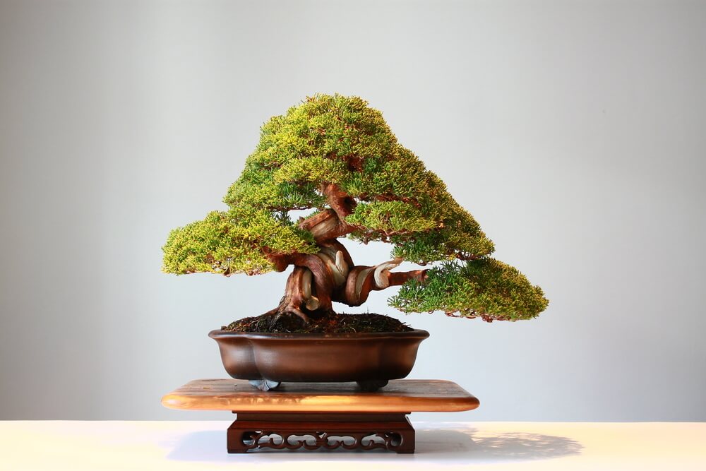 Pot with a bonsai.