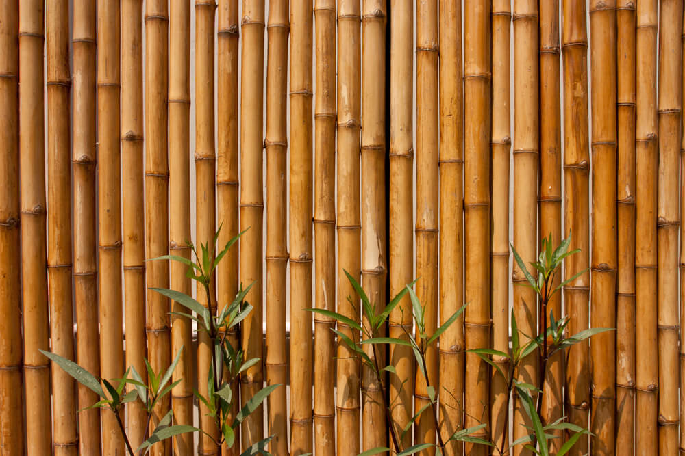 Valla de bambú.