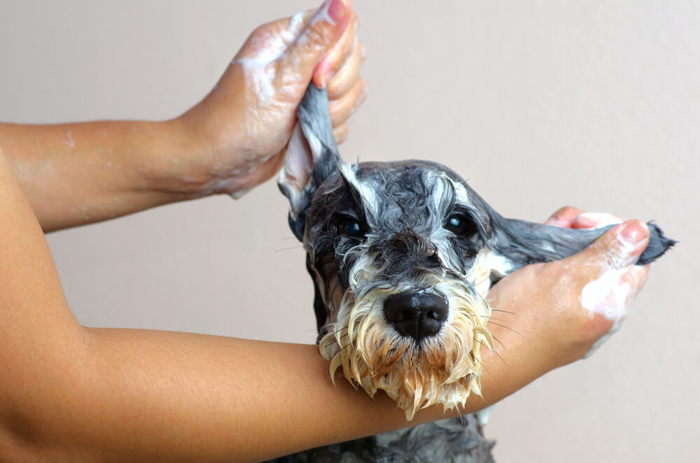 Bañar a tu mascota.