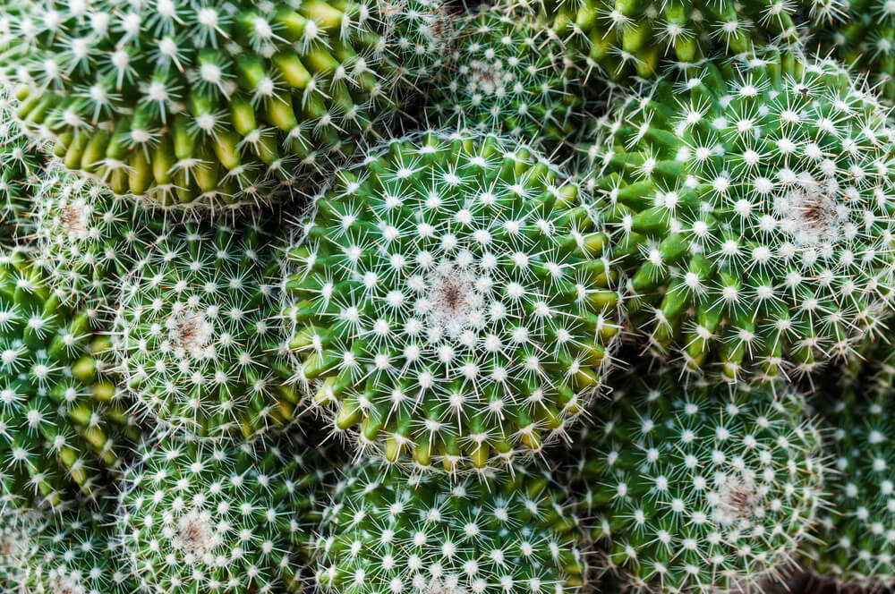 Cactus globular.