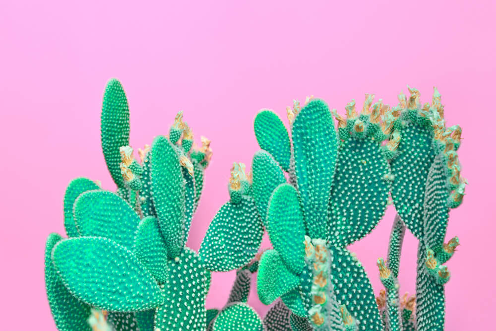 Cactus de paletas.