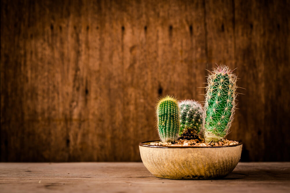 Tipos de cactus.