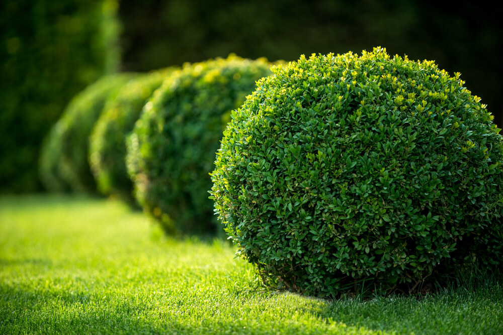 Los arbustos: dale juego a tu jardín
