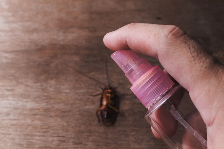 5 fórmulas para deshacerte de los insectos en el hogar