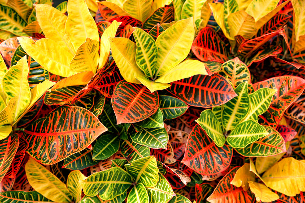 Plantas de hojas coloreadas; crotón