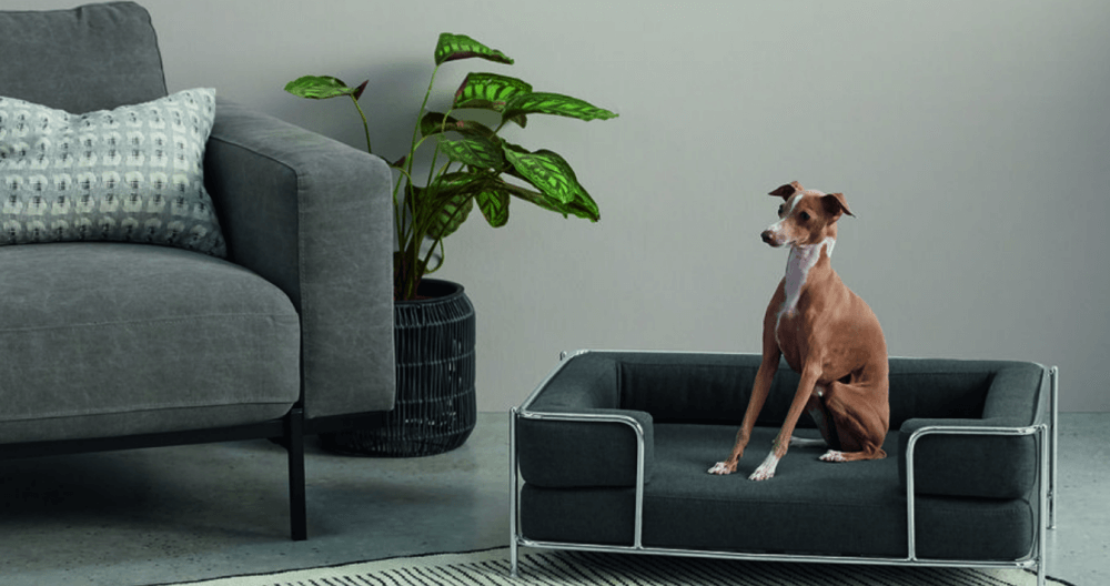 Furniture for your pet: Sofas for dogs.