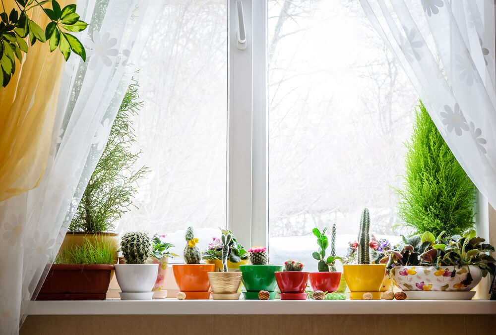 Decorar las ventanas con plantas