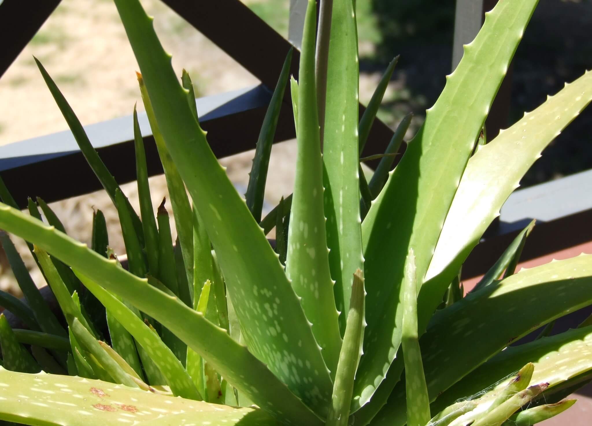Aloe vera, plantas sin riego