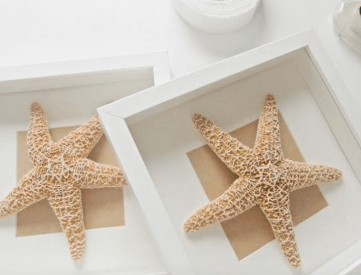 DIY cuadro con estrella de mar