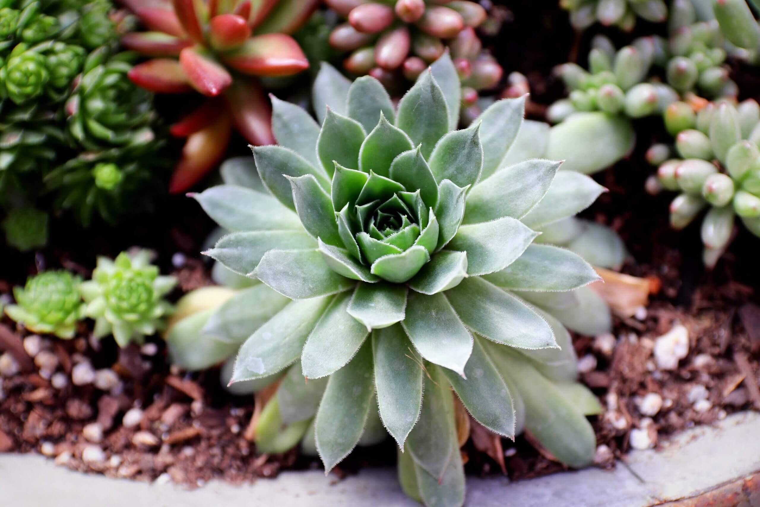 Learn to care for succulents