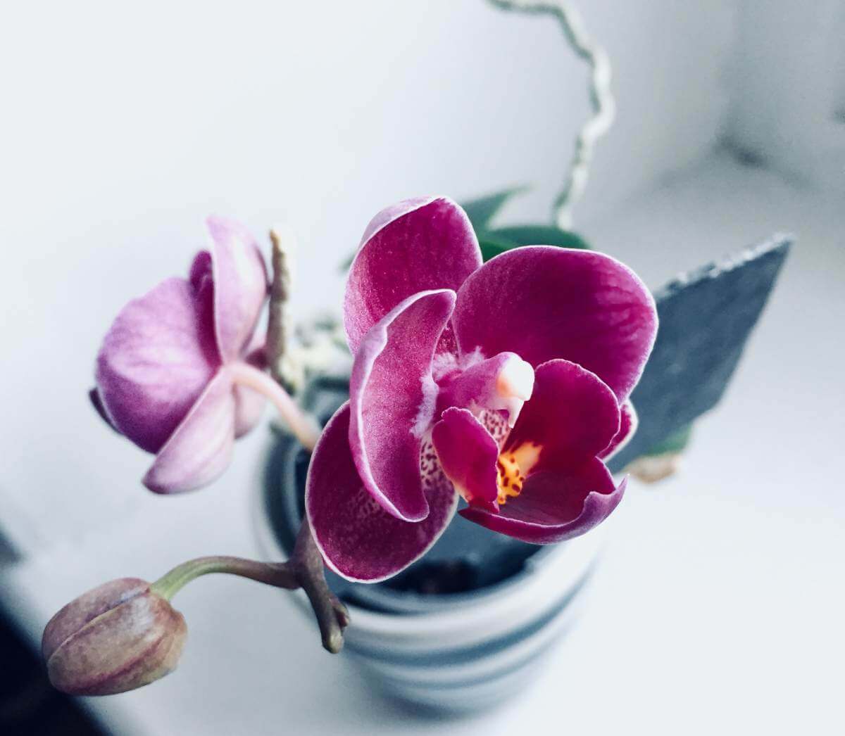 La orquídea