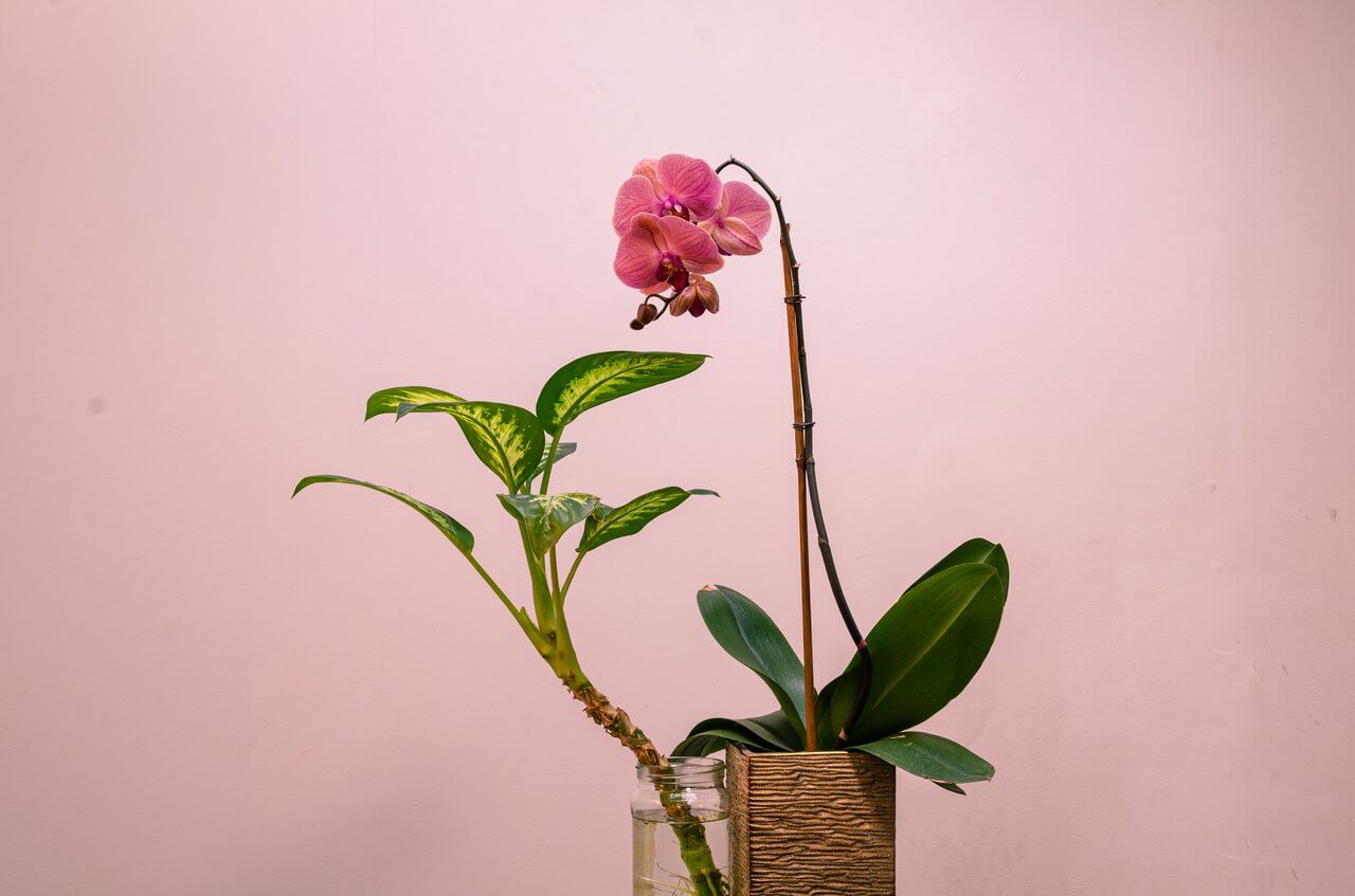 Do you like orchids? Learn to take care of them