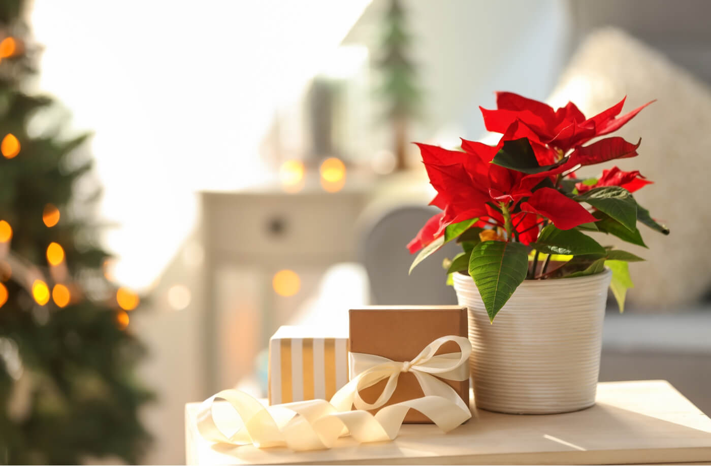 5 deco ideas you can make with the poinsettia