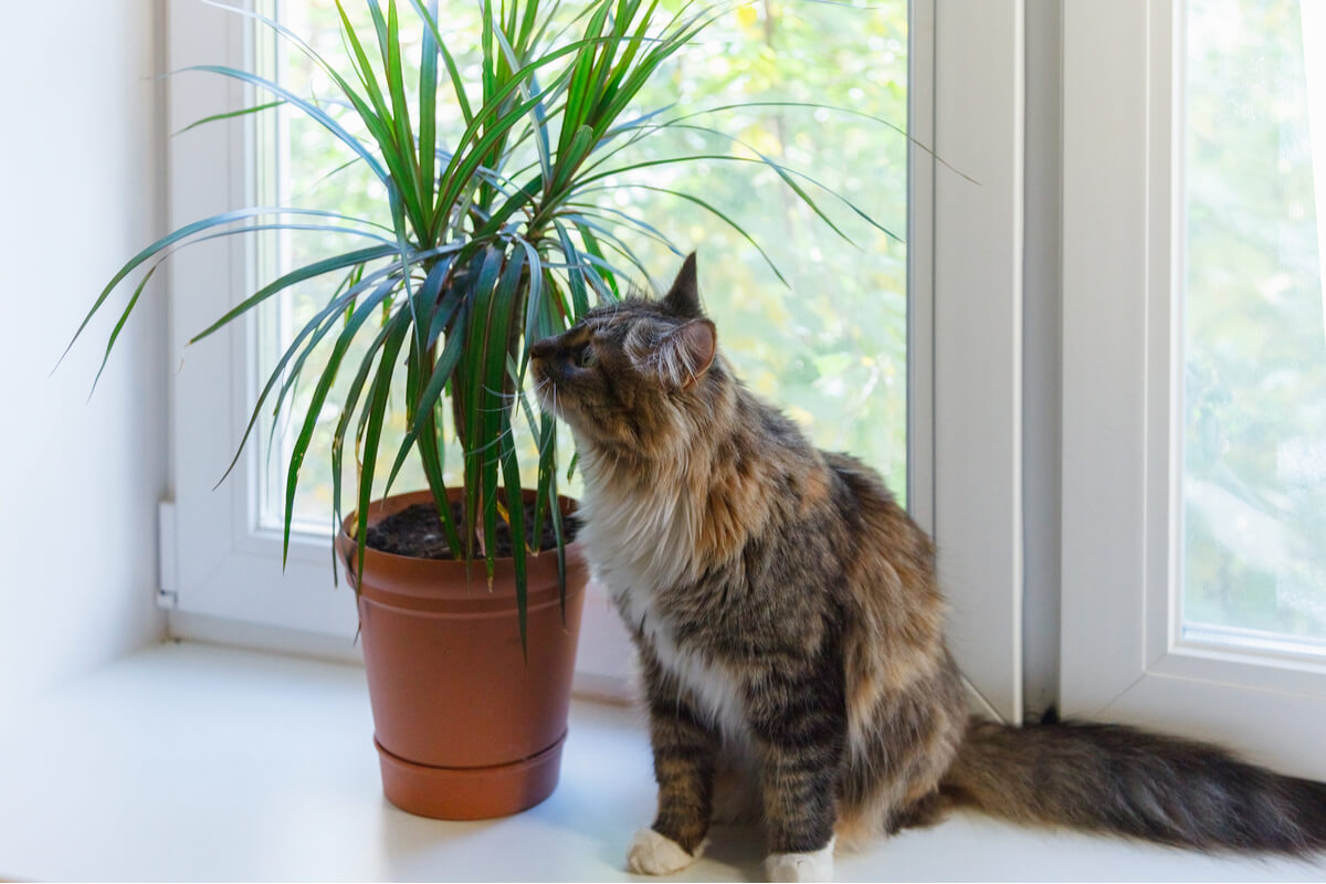 Do you know the dracena? An all-terrain plant to have at home