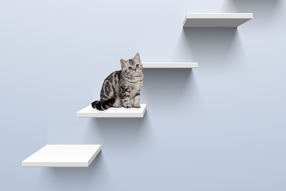 Ladder type cat shelves.