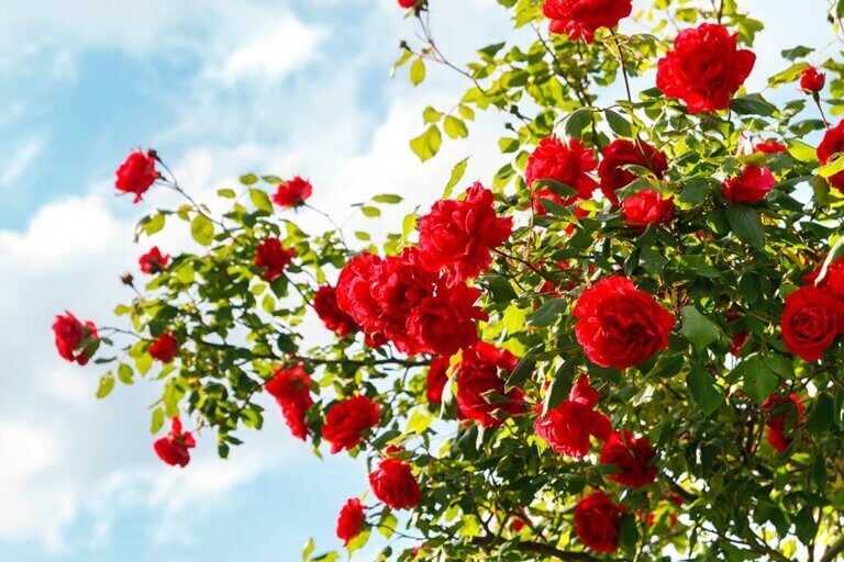Guía para cultivar y cuidar tus propias rosas