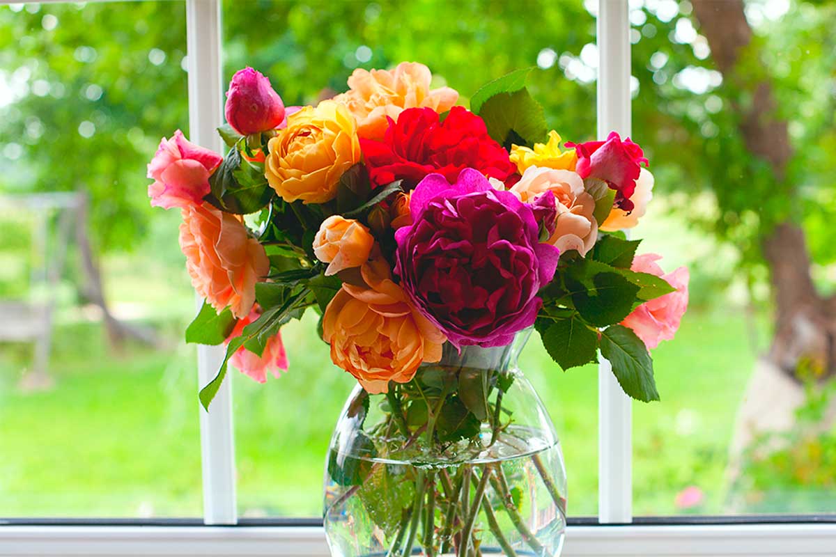 After following this guide to growing and caring for your own roses, enjoy them.