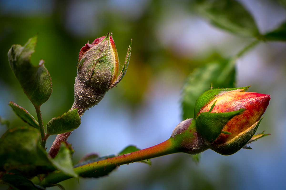Take care of your roses from pests and fungi.