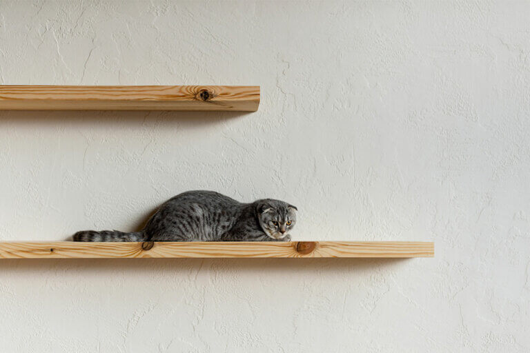 Estanterías para gatos: espacios felinos decorativos