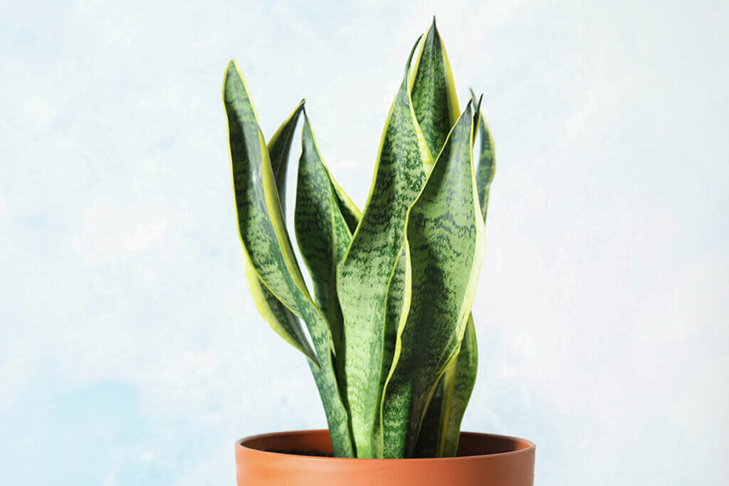 One of the plants to refresh the house is the sansevieria.