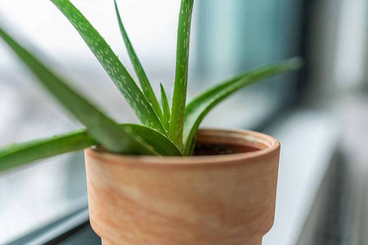 Aloe vera, one of the plants for the bathroom.