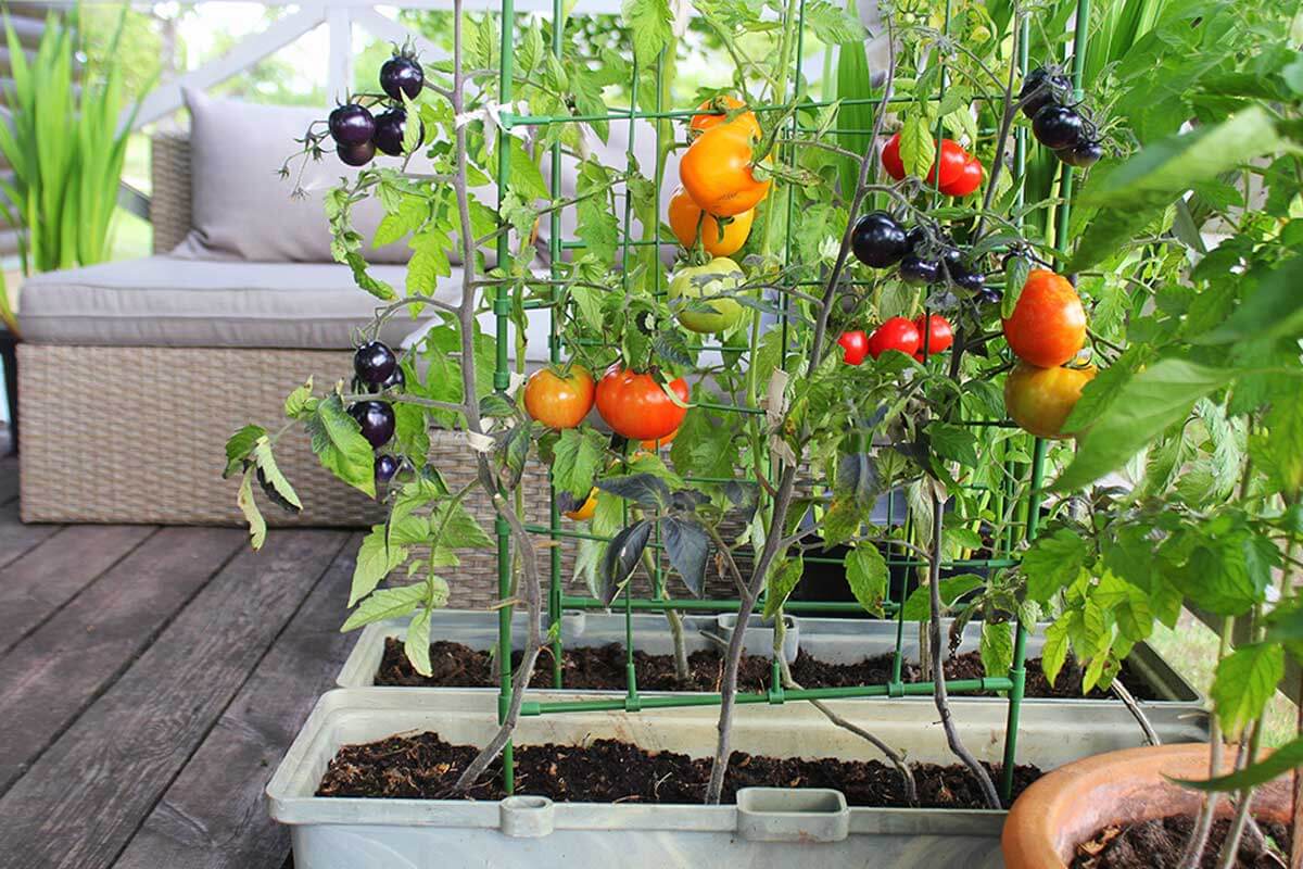 Cultiva tomates.