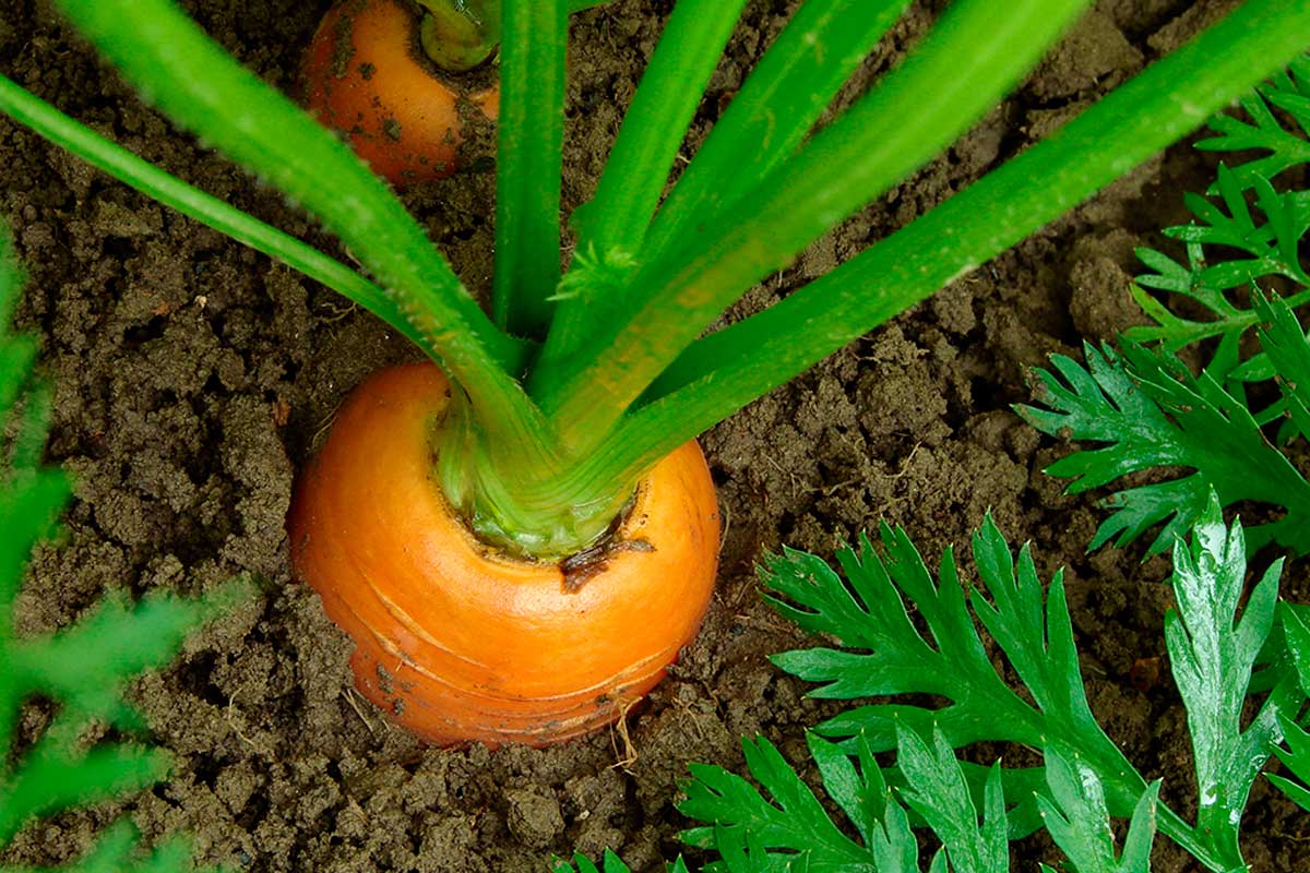 Plant carrots too.