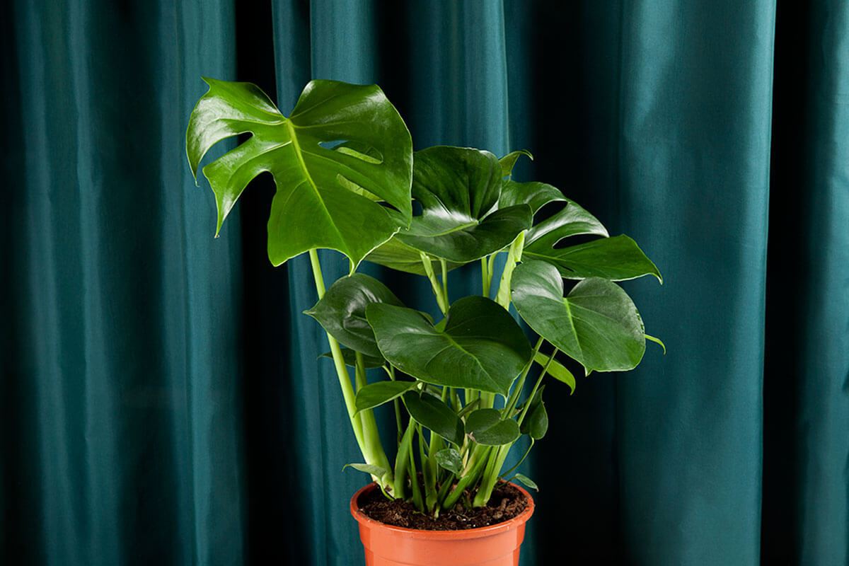 Philodendron is one of the toxic plants, but it is not one of the negative ones.