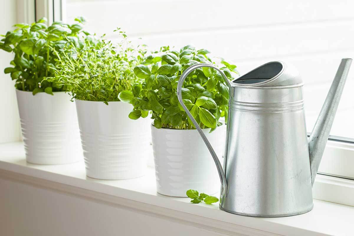 Among the accessories to make your kitchen more cozy are a small garden.