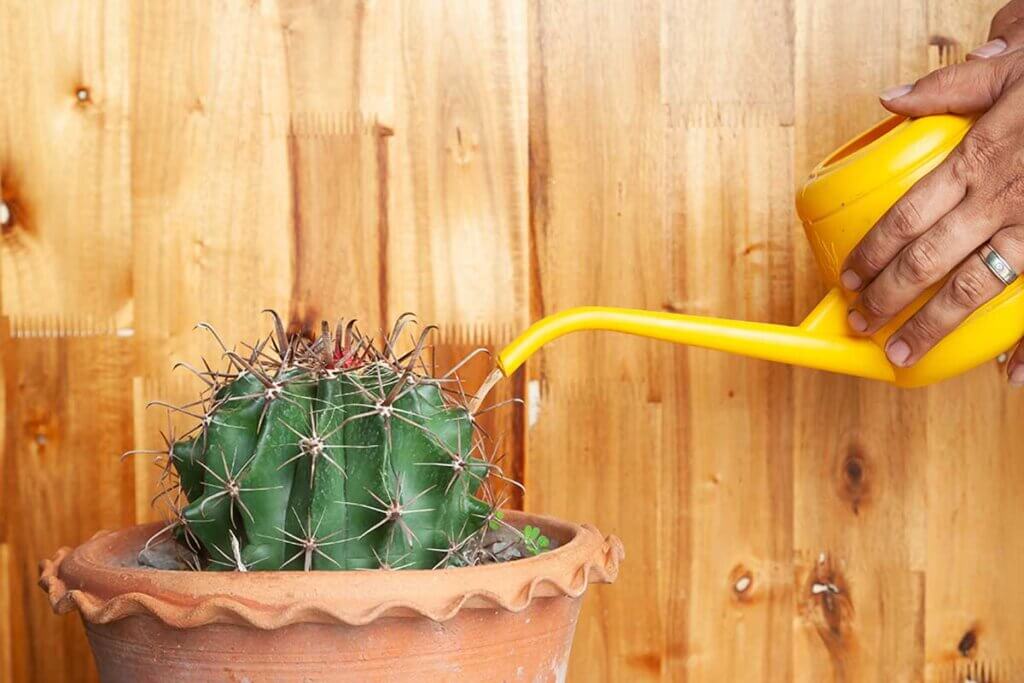Excess risk is one of the most common mistakes made when taking care of your cacti.