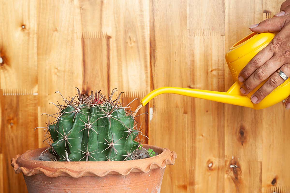 Cacti don't require a lot of watering.